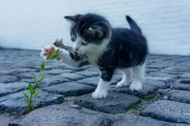 猫咪官方最新网页，探索猫的世界，体验全新的互动体验