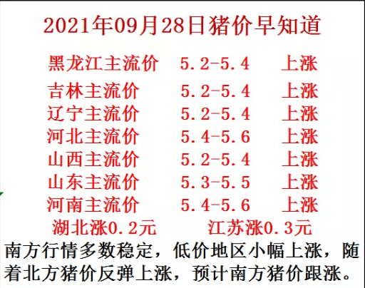 明天最新猪价山东分析