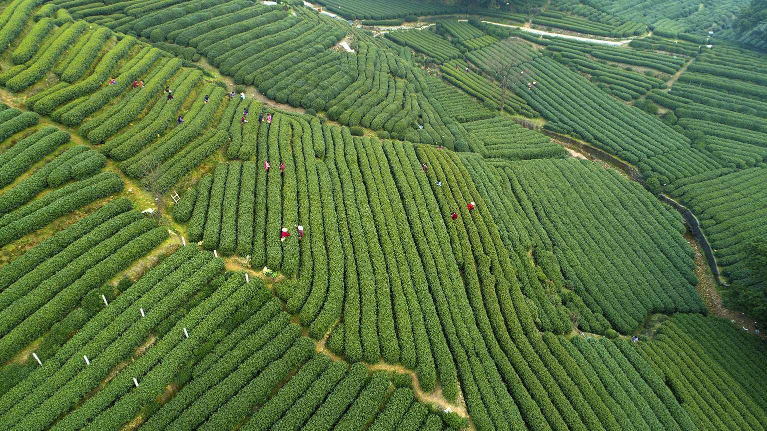 广东东莞茶山最新疫情概况及其影响